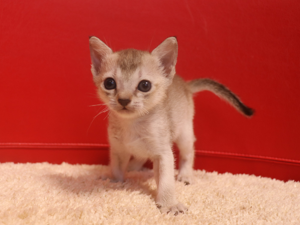 シンガプーラの子猫画像