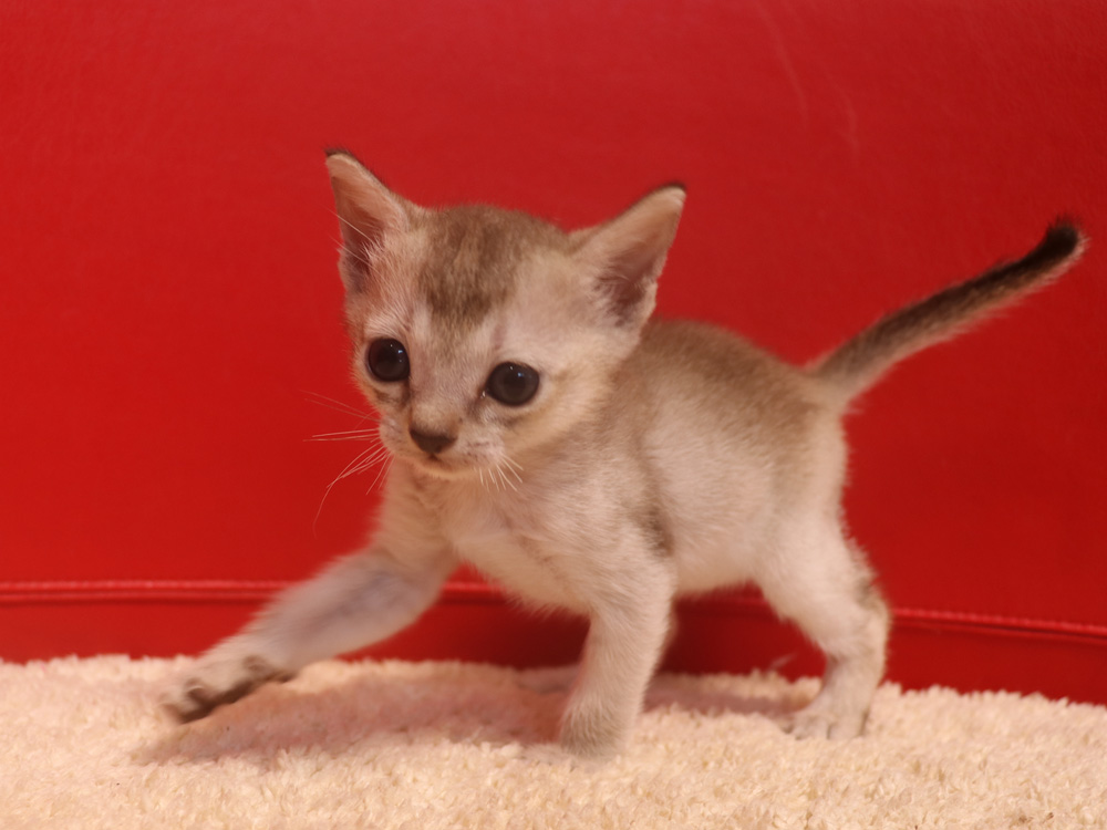 シンガプーラの子猫画像