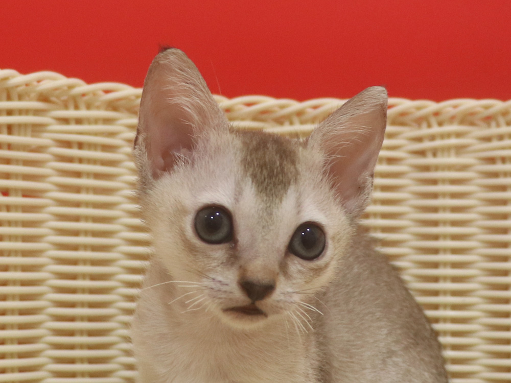 シンガプーラの子猫画像