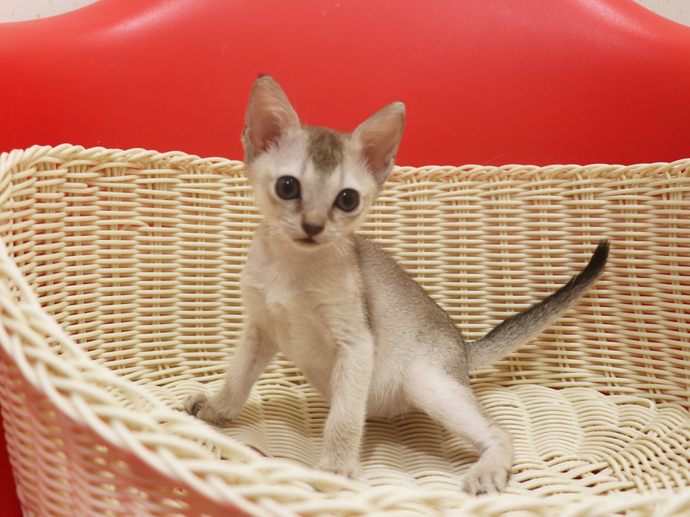 シンガプーラの子猫画像