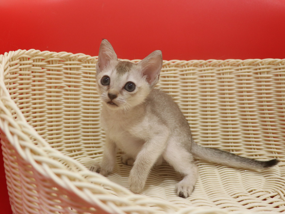 シンガプーラの子猫画像