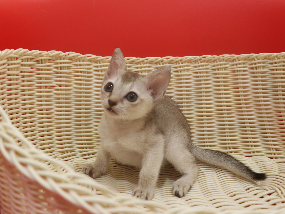 シンガプーラの子猫画像