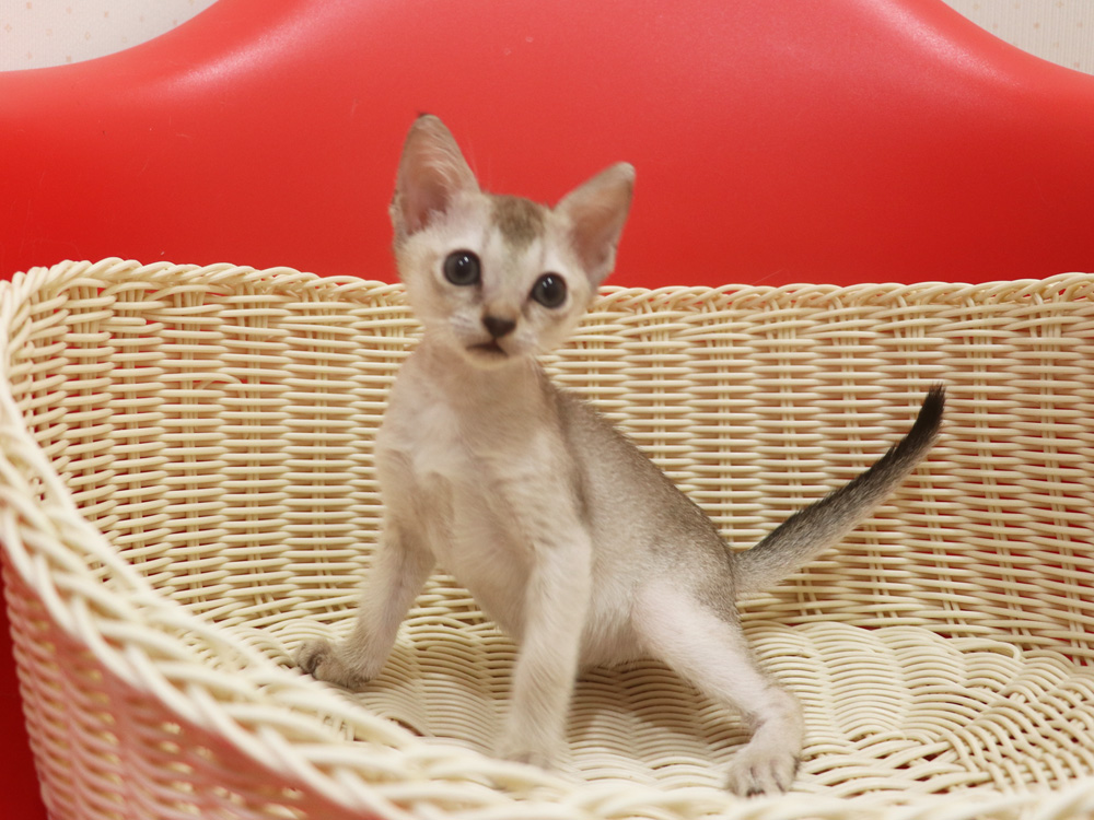 シンガプーラの子猫画像