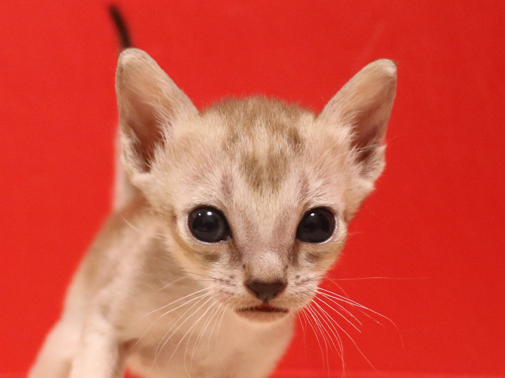 シンガプーラの子猫画像