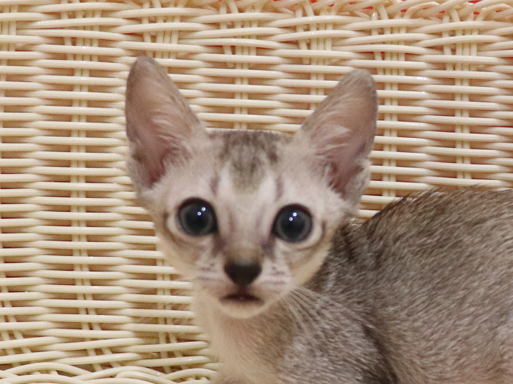 シンガプーラの子猫画像