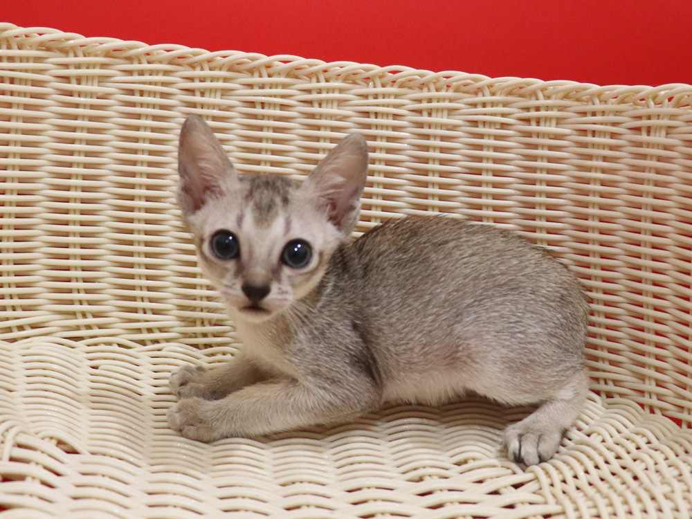 シンガプーラの子猫画像