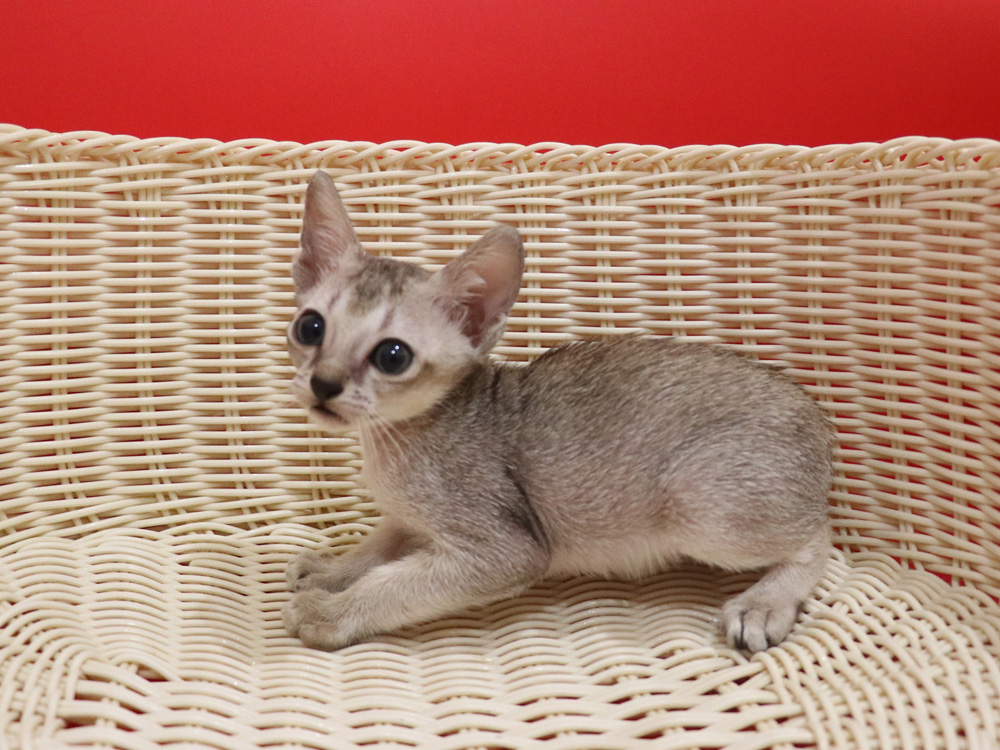 シンガプーラの子猫画像