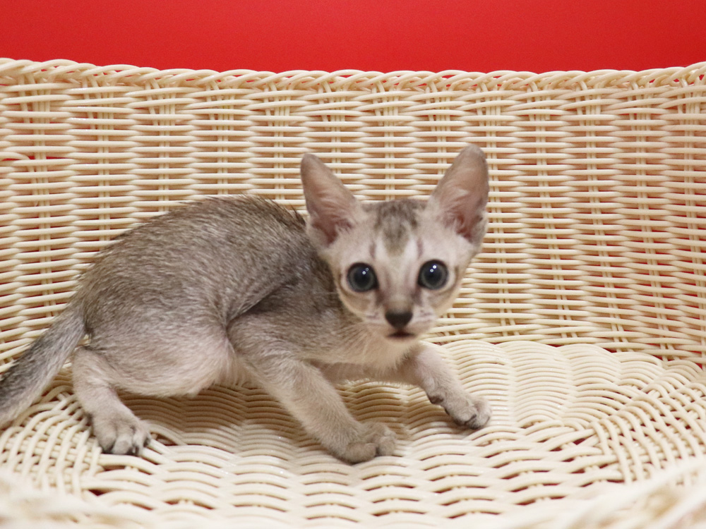 シンガプーラの子猫画像