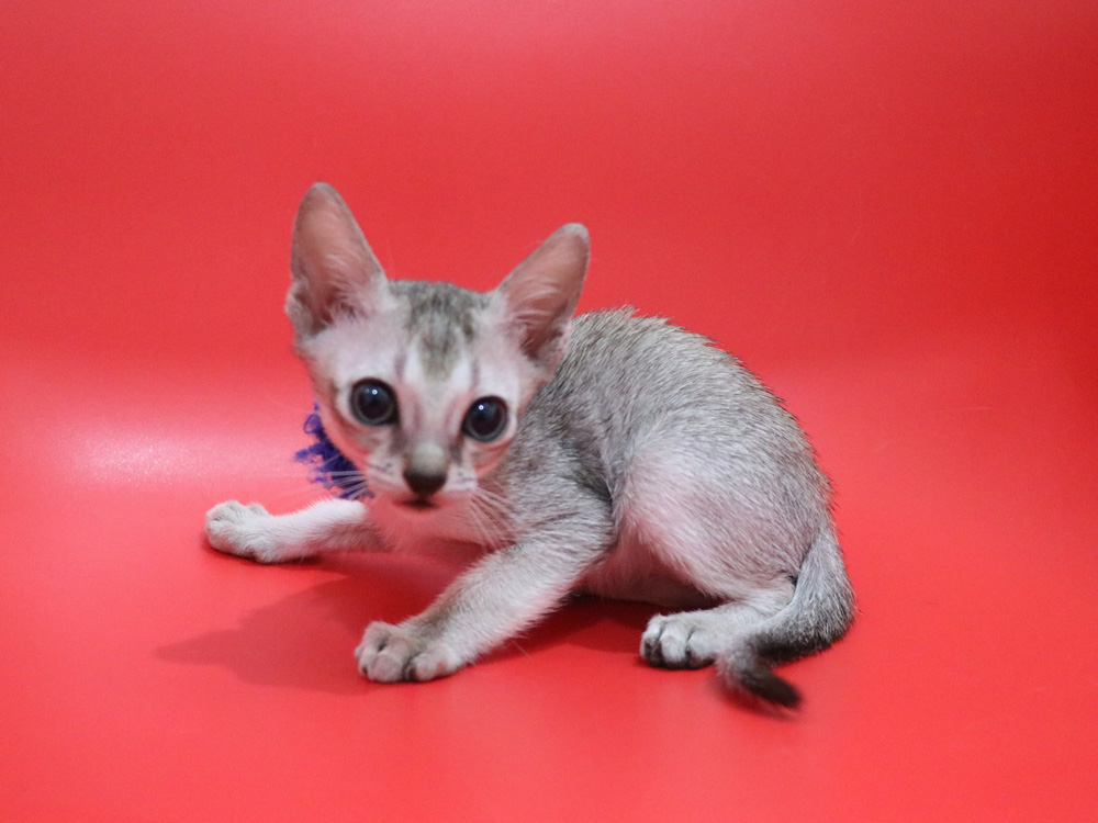 シンガプーラの子猫画像