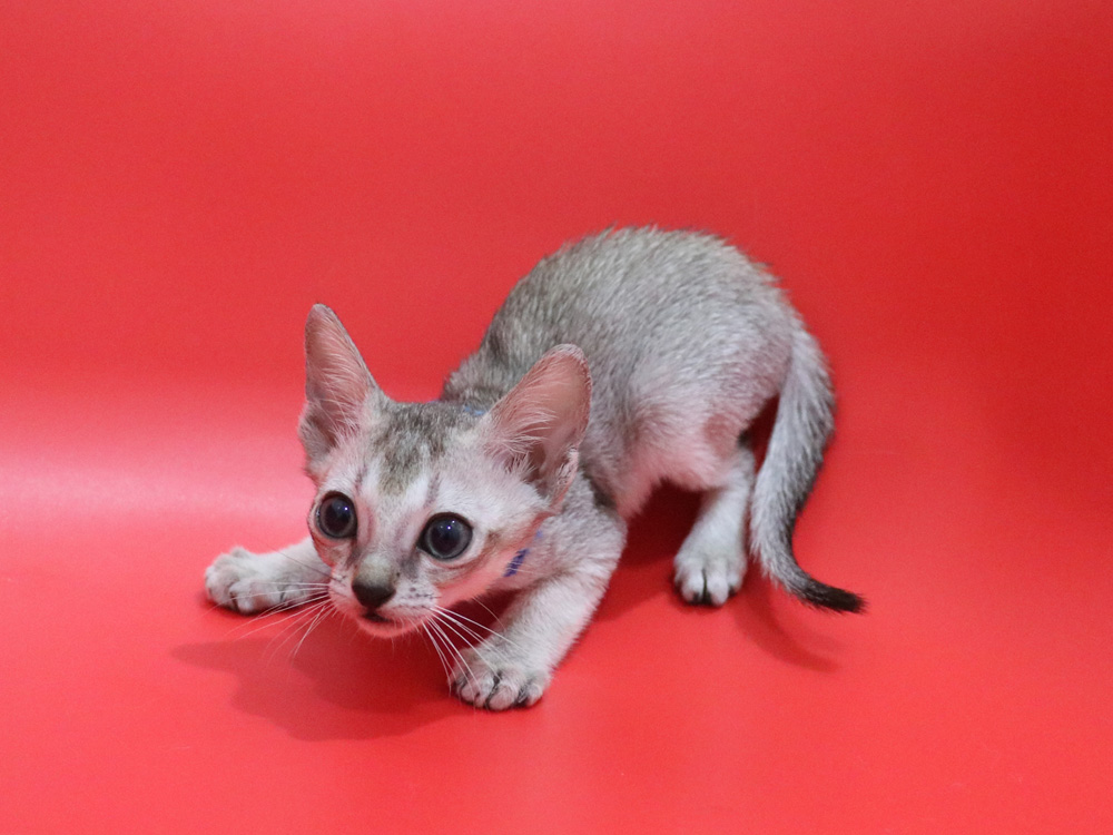 シンガプーラの子猫画像