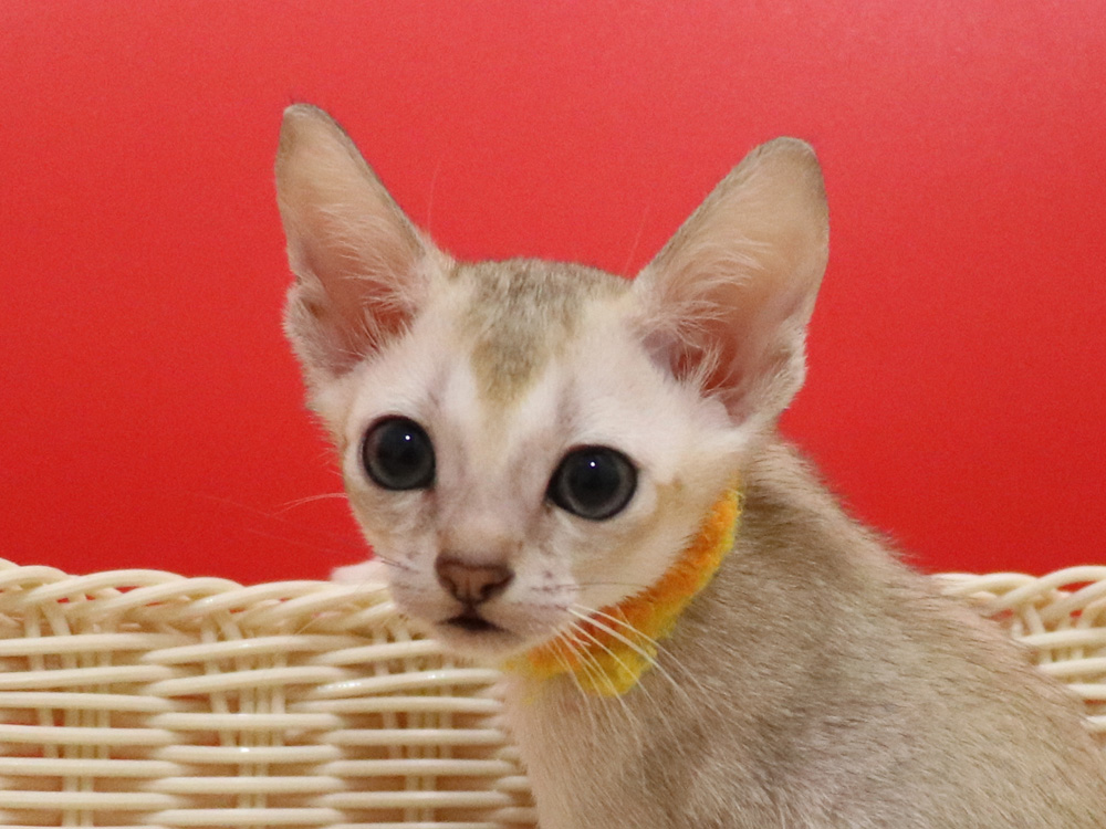 シンガプーラの子猫画像
