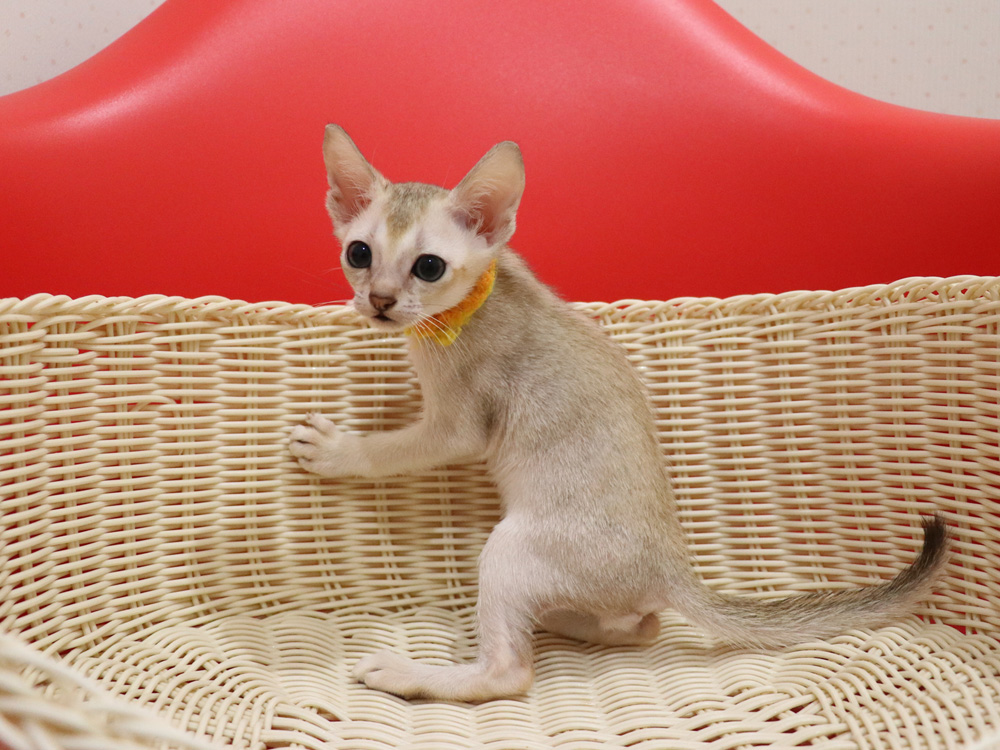 シンガプーラの子猫画像