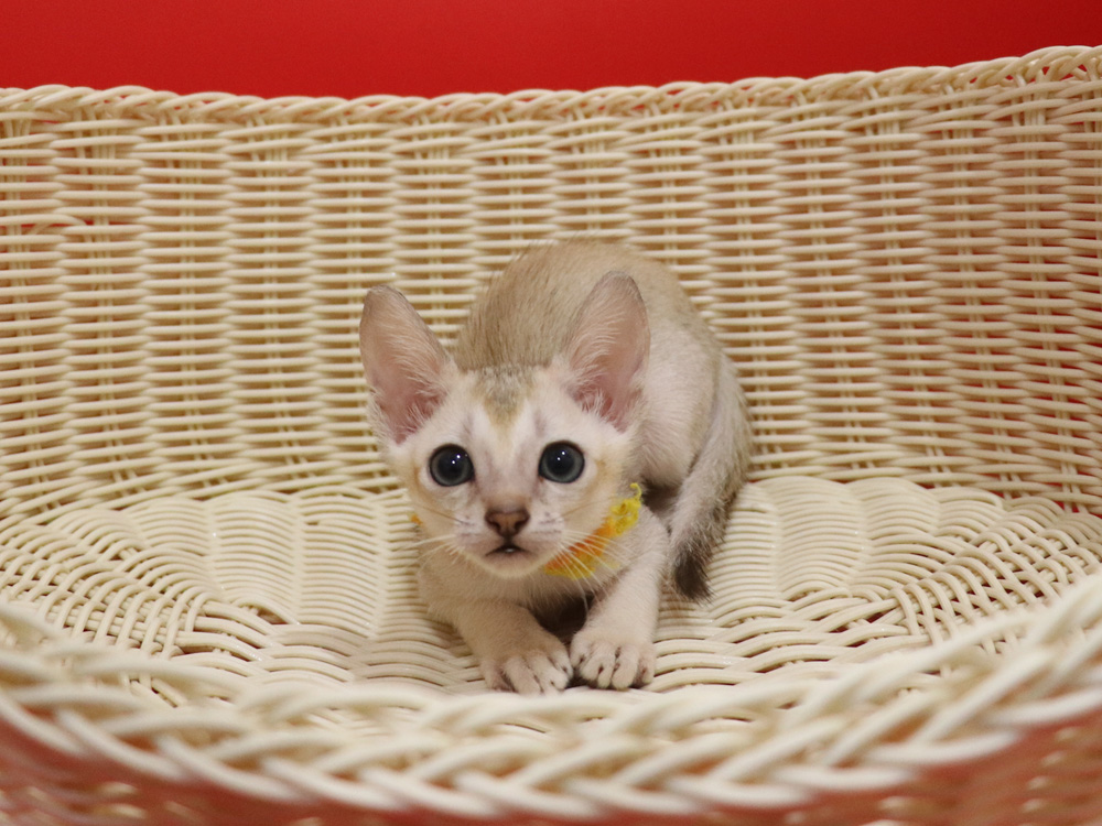 シンガプーラの子猫画像