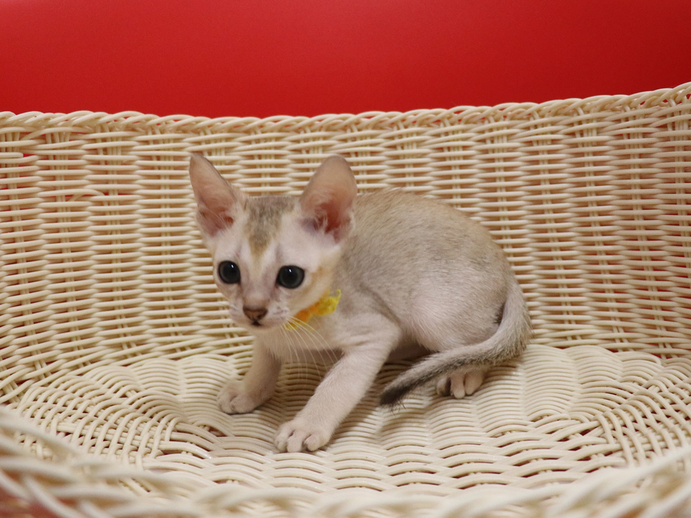 シンガプーラの子猫画像