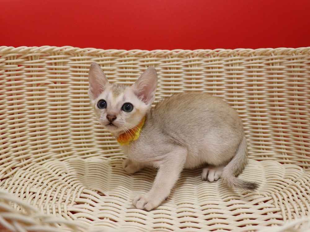 シンガプーラの子猫画像