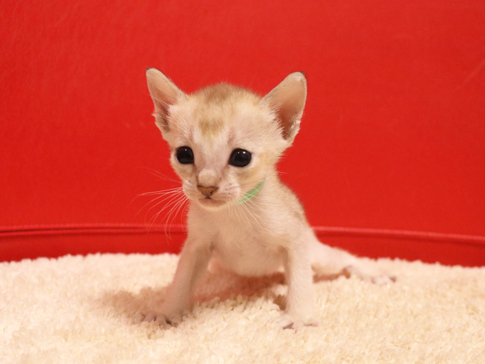 シンガプーラの子猫画像