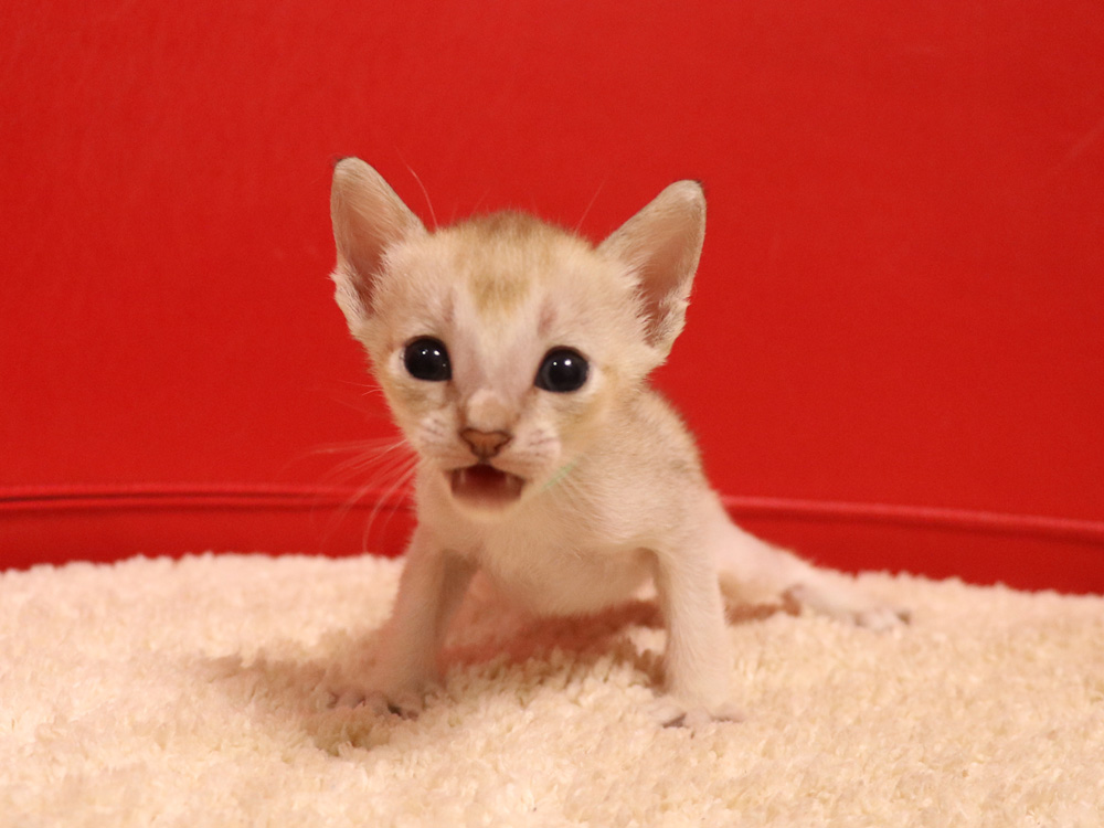 シンガプーラの子猫画像