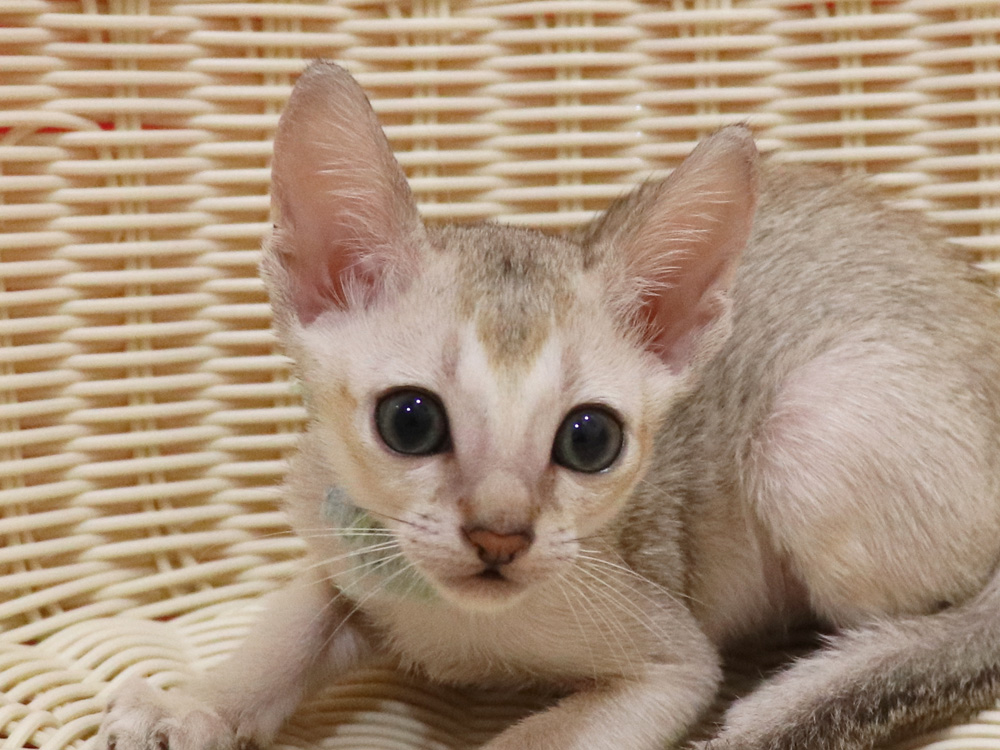 シンガプーラの子猫画像