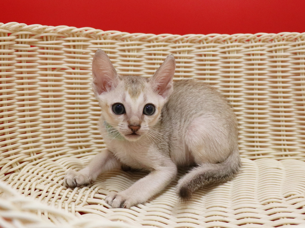 シンガプーラの子猫画像