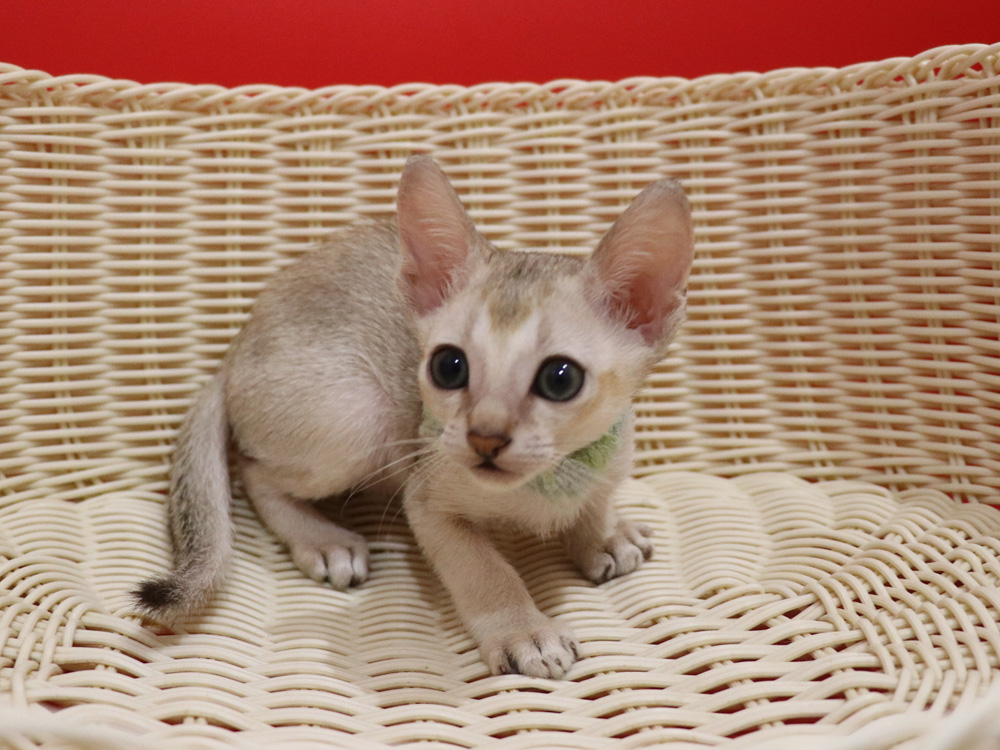 シンガプーラの子猫画像