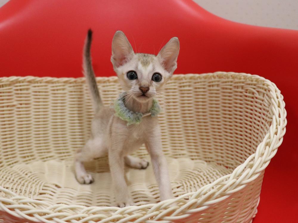 シンガプーラの子猫画像