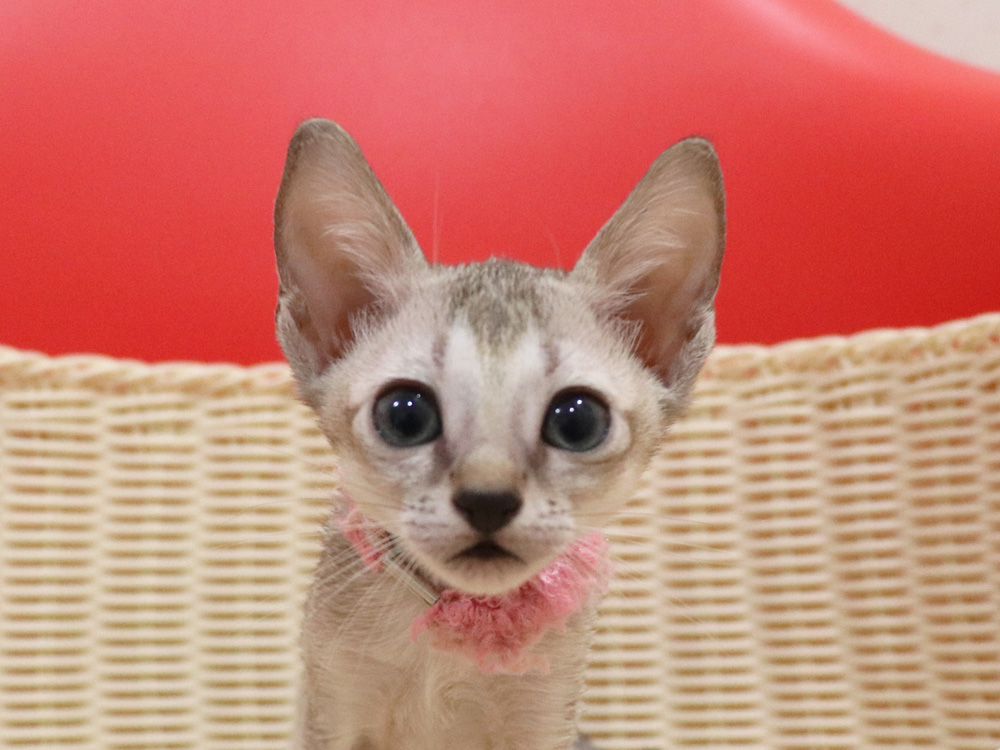 シンガプーラの子猫画像