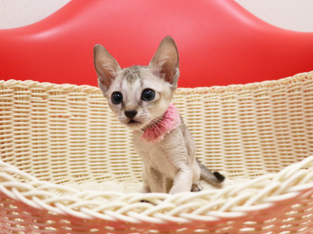 シンガプーラの子猫画像