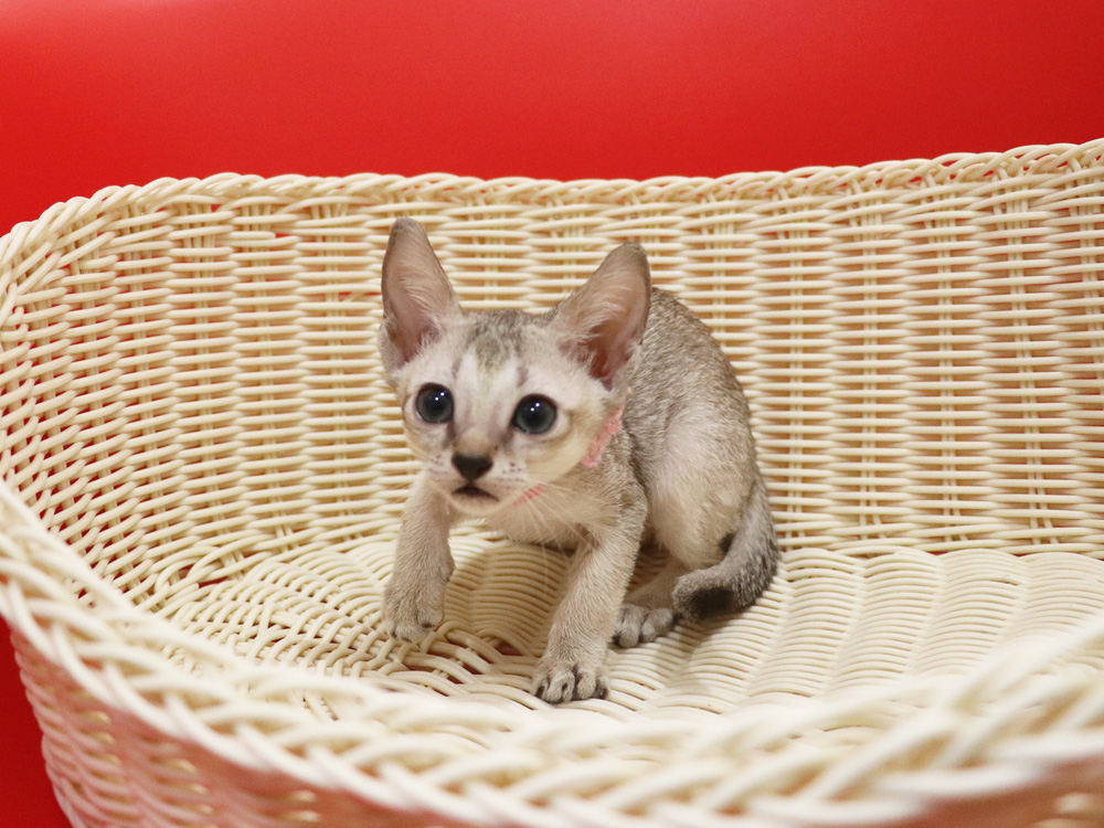 シンガプーラの子猫画像
