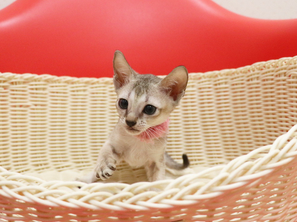 シンガプーラの子猫画像