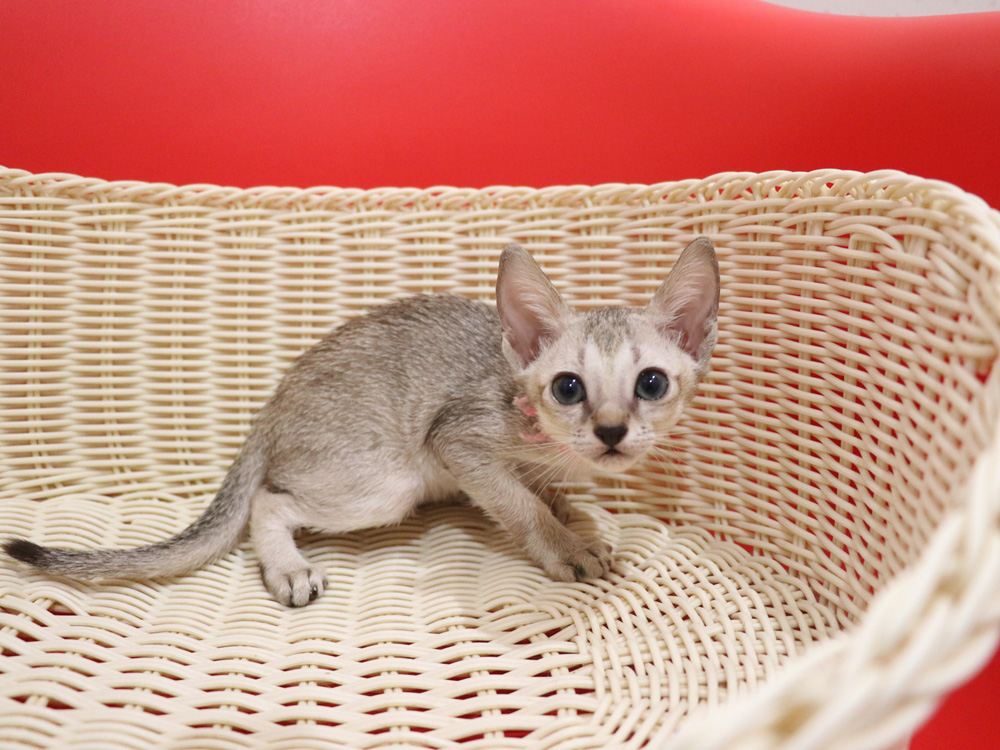 シンガプーラの子猫画像