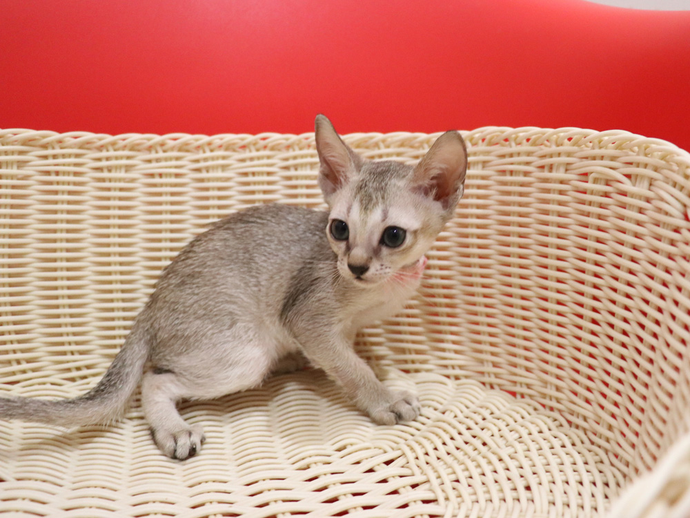 シンガプーラの子猫画像