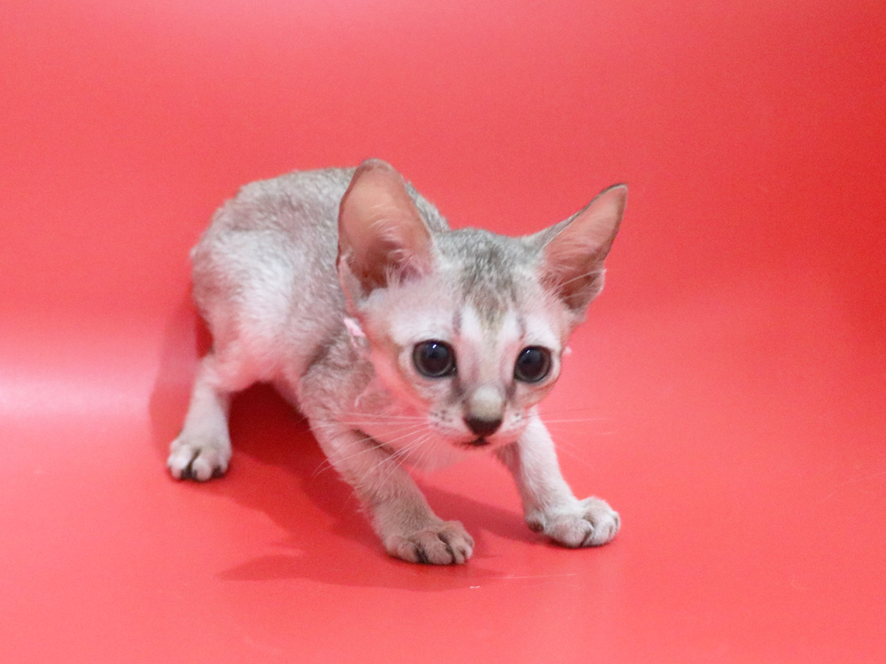 シンガプーラの子猫画像