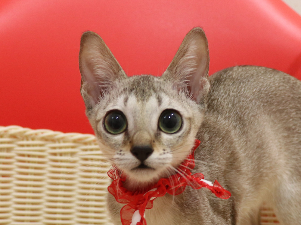 シンガプーラの子猫画像