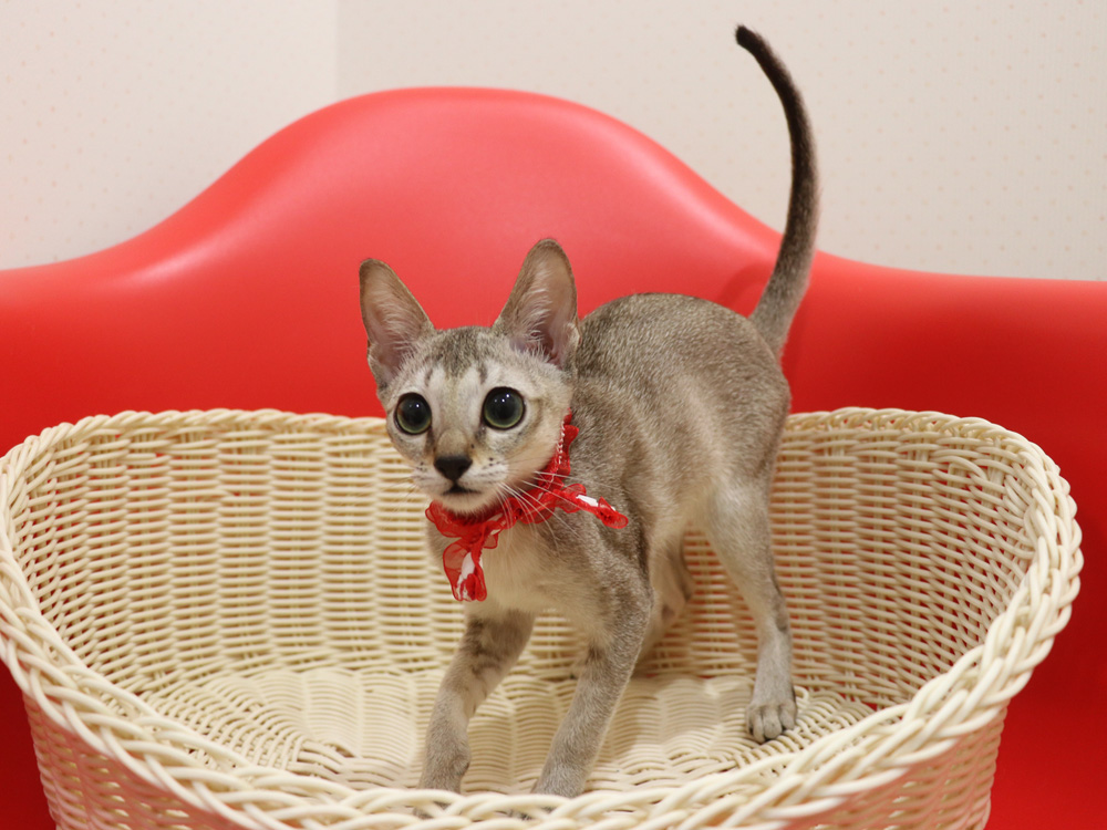 シンガプーラの子猫画像