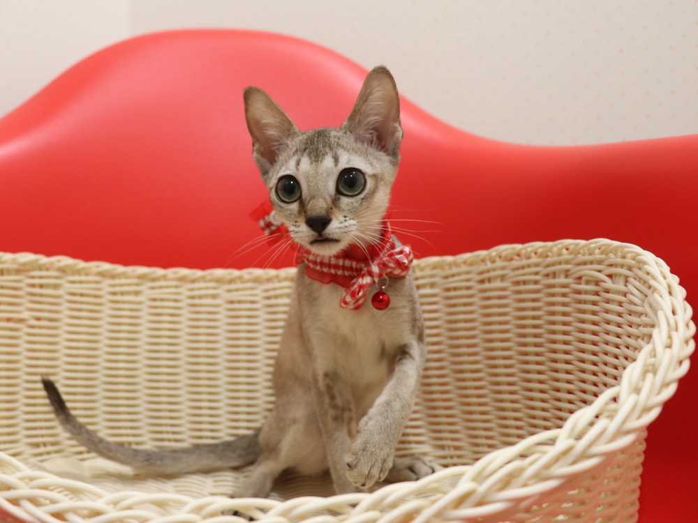 シンガプーラの子猫画像