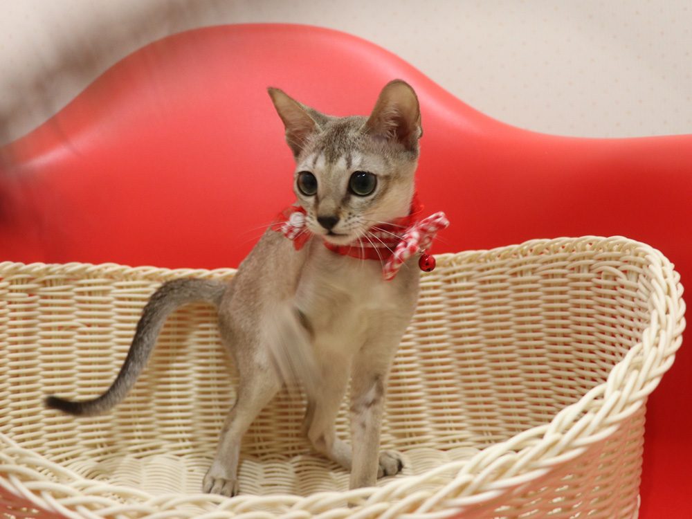 シンガプーラの子猫画像