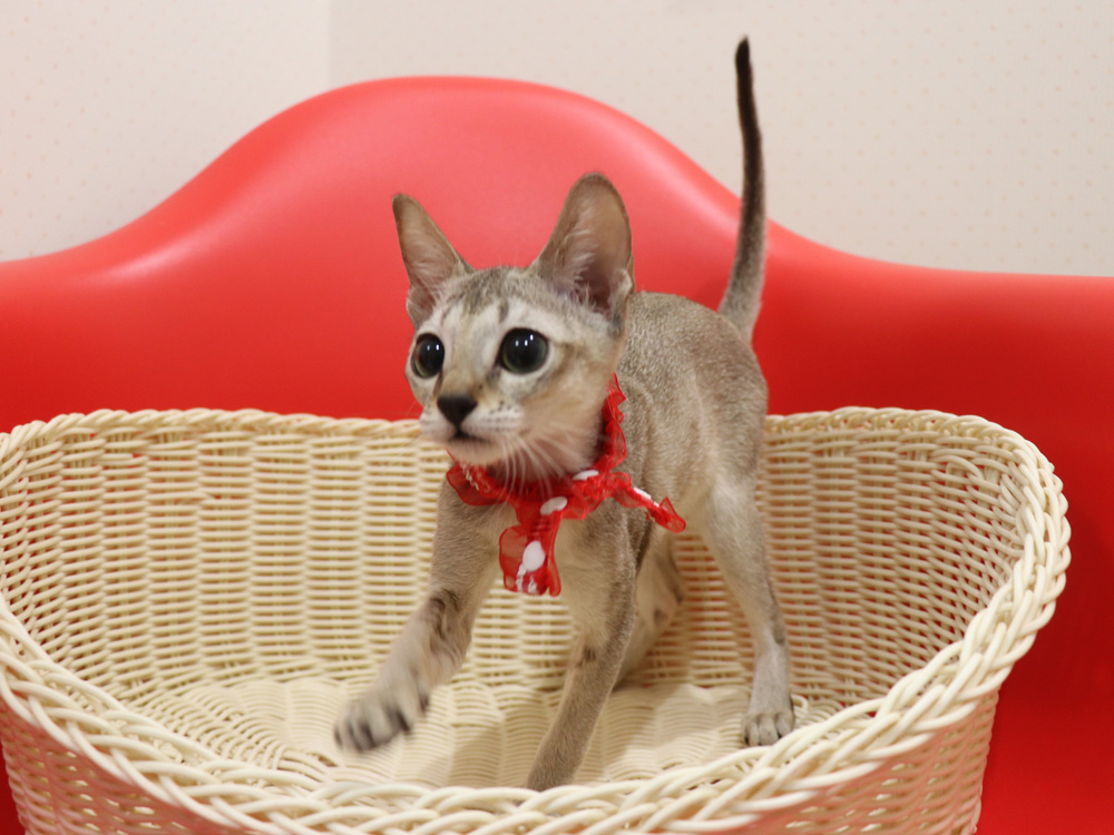 シンガプーラの子猫画像