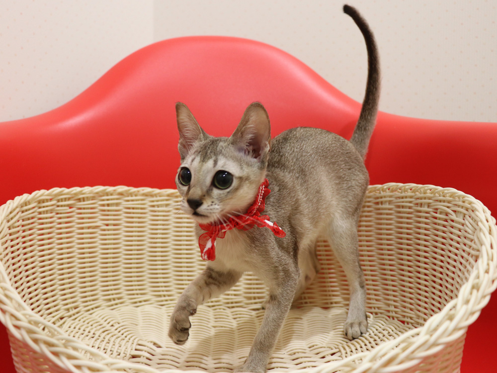 シンガプーラの子猫画像