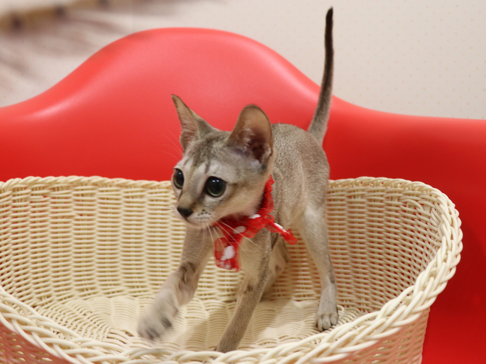シンガプーラの子猫画像