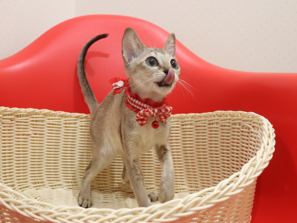 シンガプーラの子猫画像
