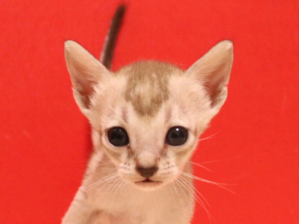 シンガプーラの子猫画像