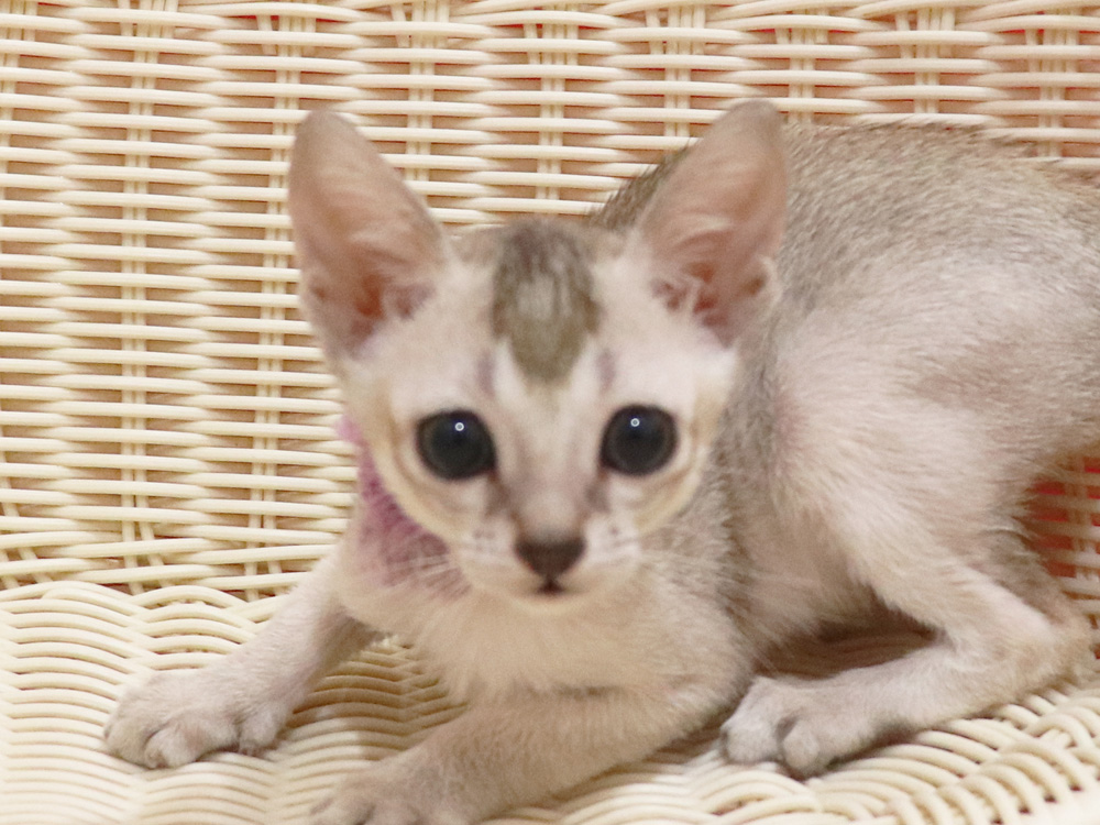 シンガプーラの子猫画像