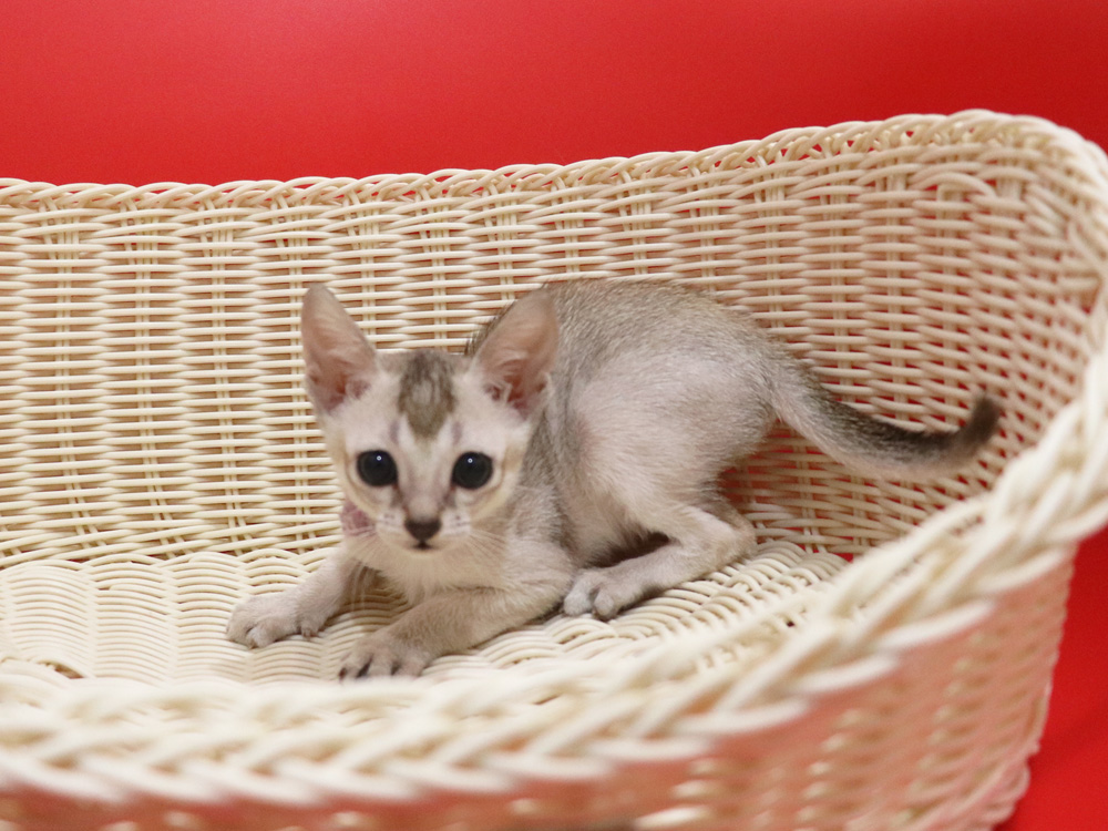 シンガプーラの子猫画像
