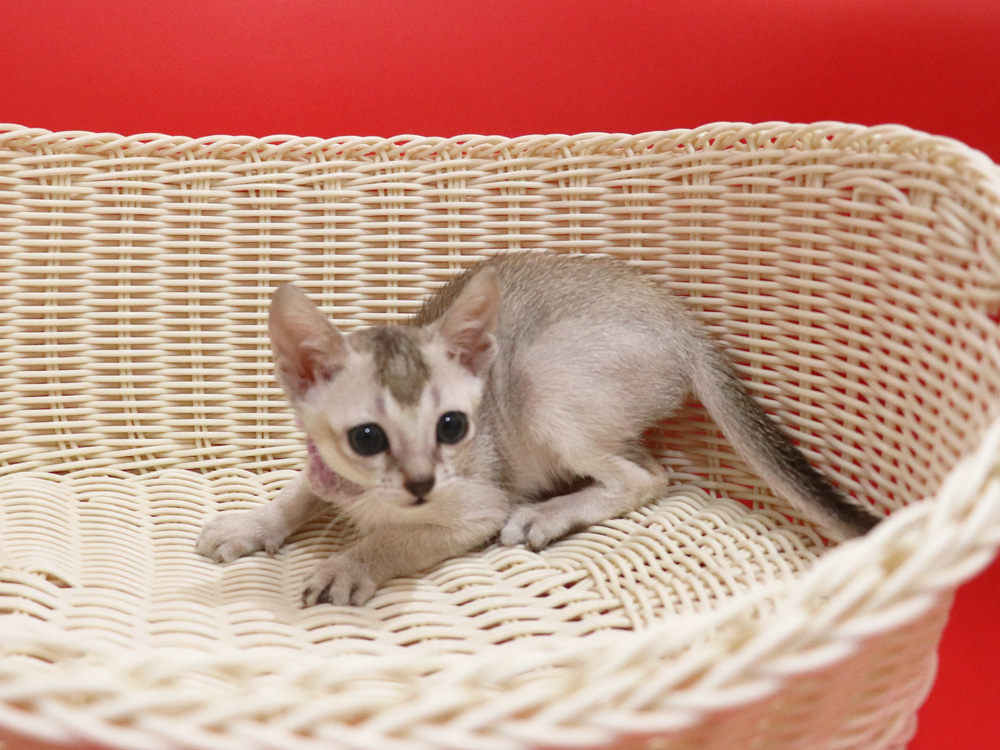 シンガプーラの子猫画像