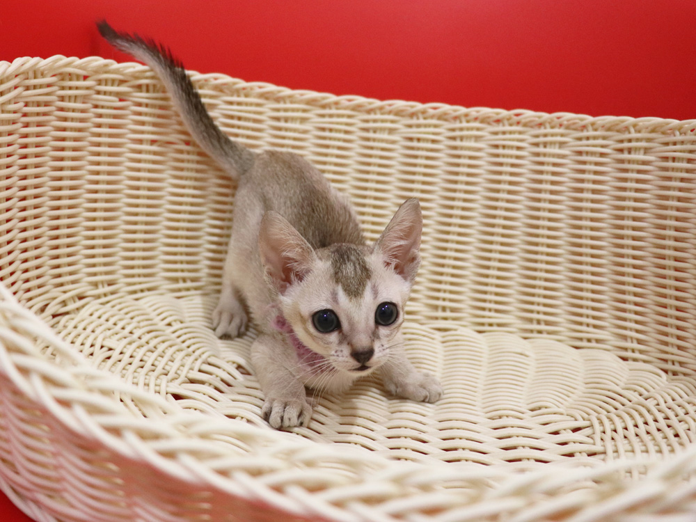 シンガプーラの子猫画像