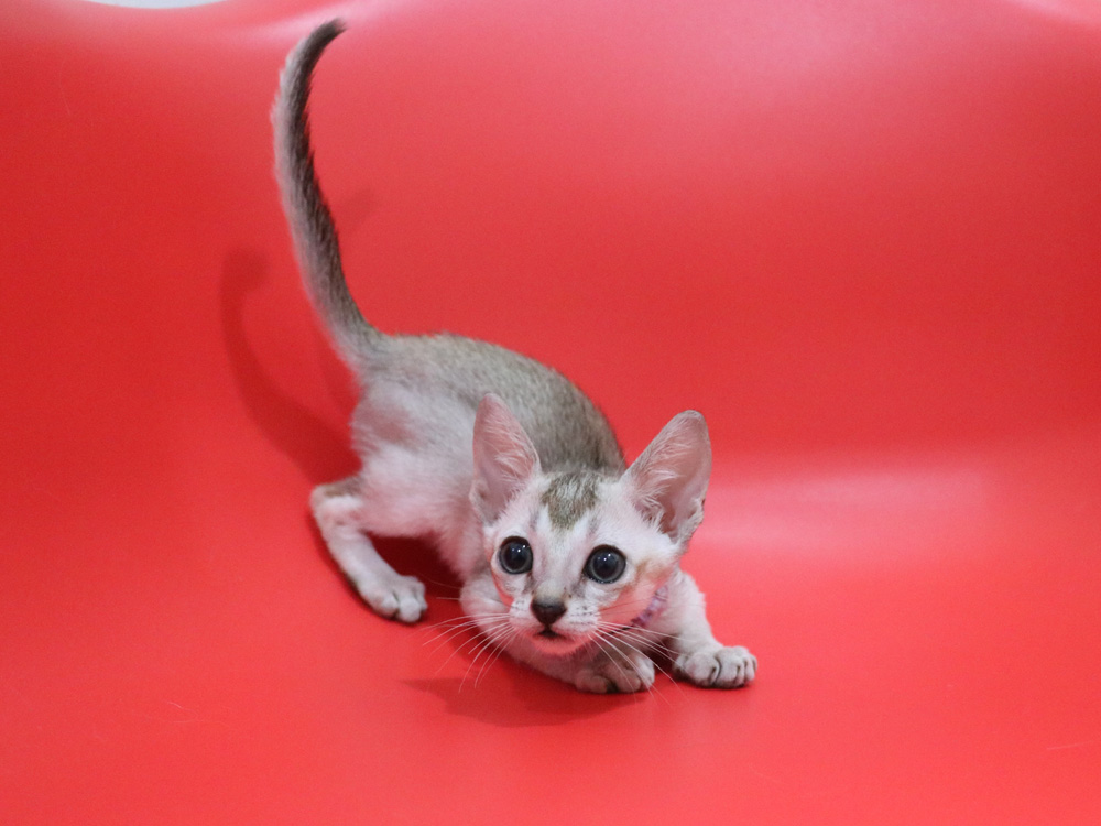 シンガプーラの子猫画像