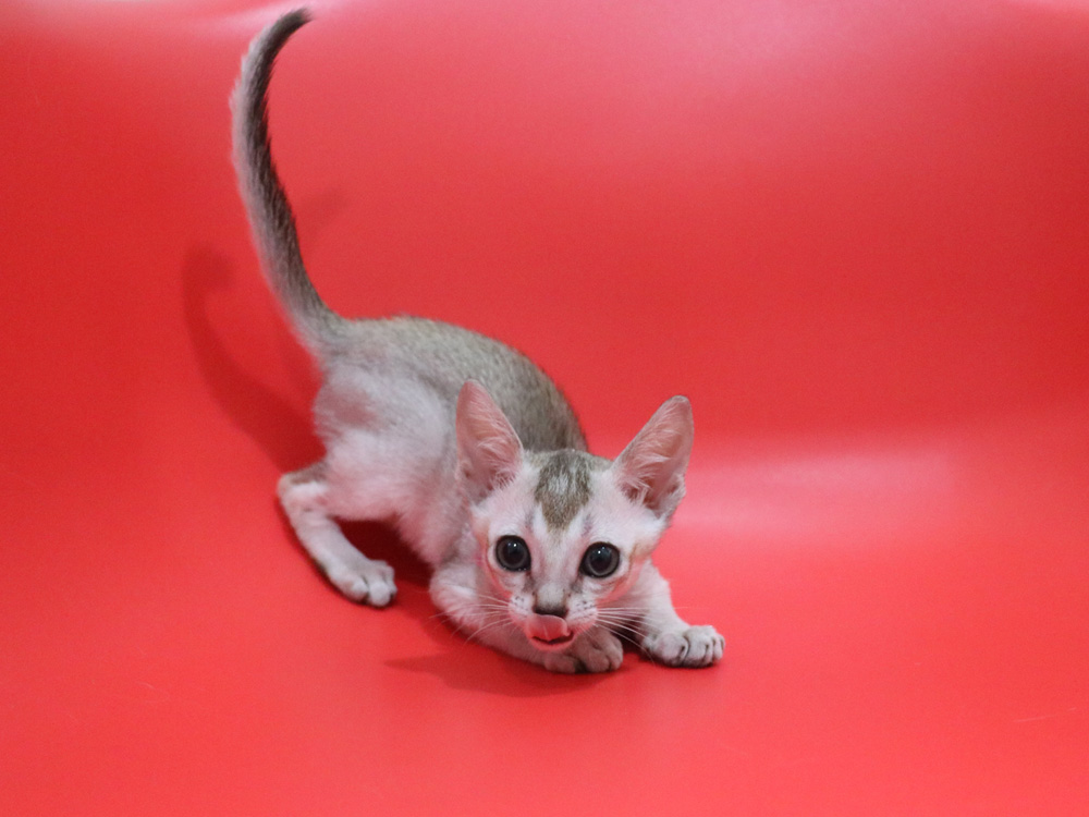 シンガプーラの子猫画像