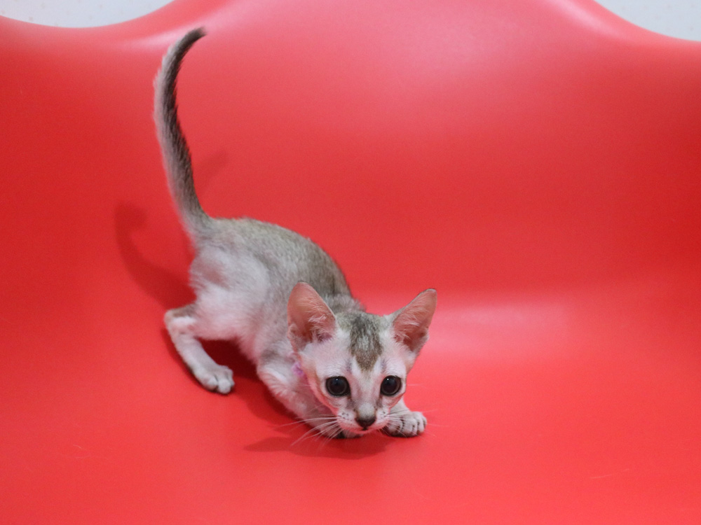 シンガプーラの子猫画像