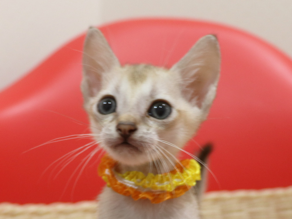 シンガプーラの子猫画像