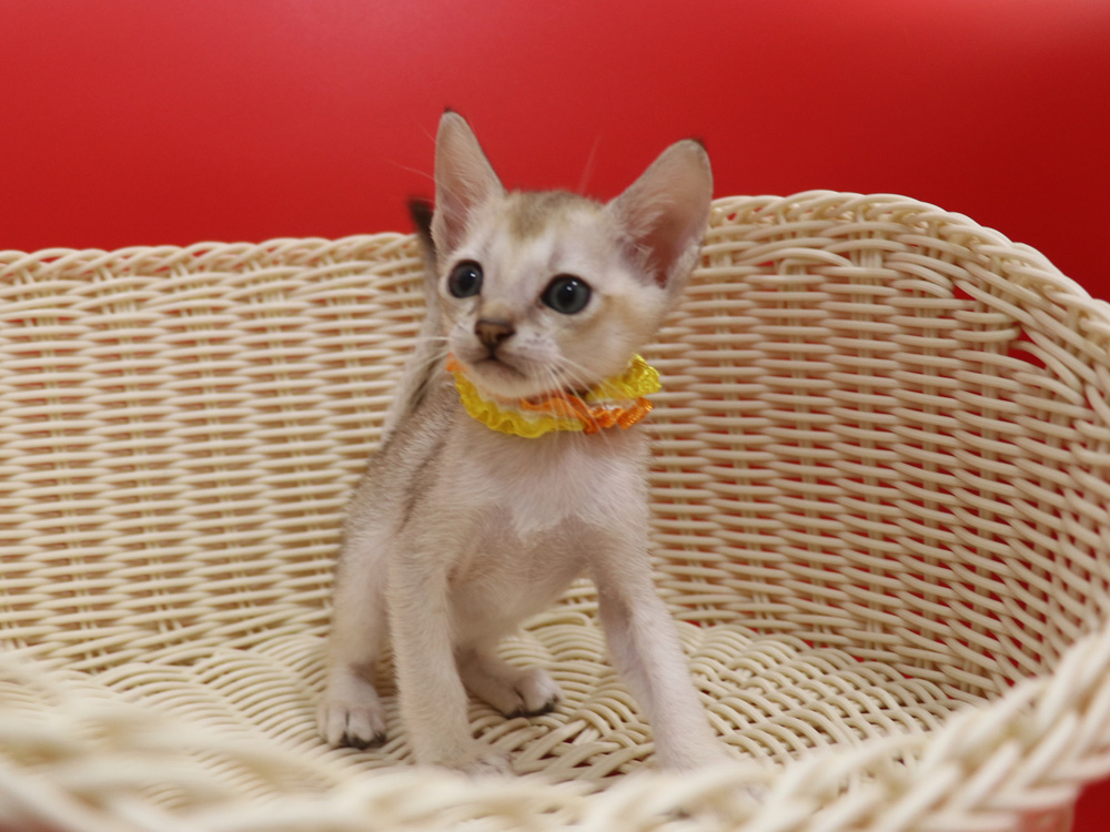 シンガプーラの子猫画像